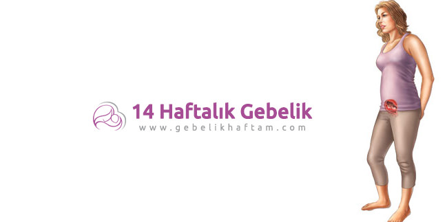 14 Haftalık Gebelik
