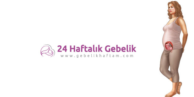 24 Haftalık Gebelik